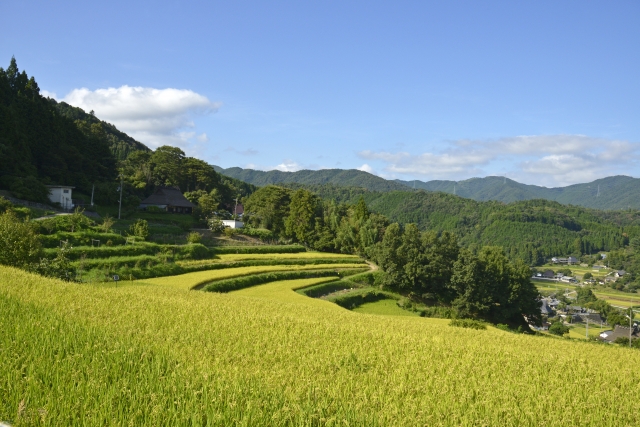 大阪・能勢町 長谷の棚田と色づく稲穂」