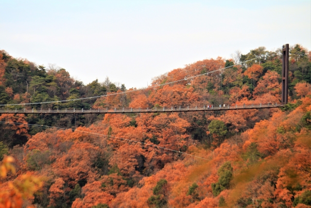星のブランコから見下ろす紅葉の谷
