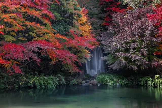 万博記念公園紅葉